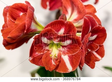 Amarylis Flower, Full Bloom In A Tropical Botanical Garden. Hippeastrum Amarylli