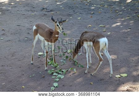 Dama Gazelle (nanger Dama) In The Frankfurt Zoo