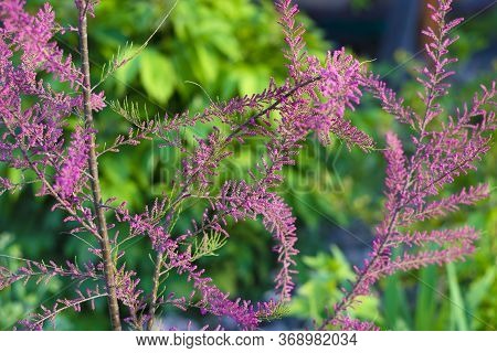 Delicate Soft Very Fine Pink Blooming Tamarix Tetrandra Or Four Stamen Tamarisk. Perfect Gentle Conc