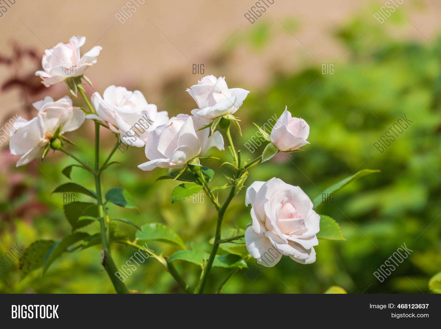 Bush White Blooming Image & Photo (Free Trial) Bigstock