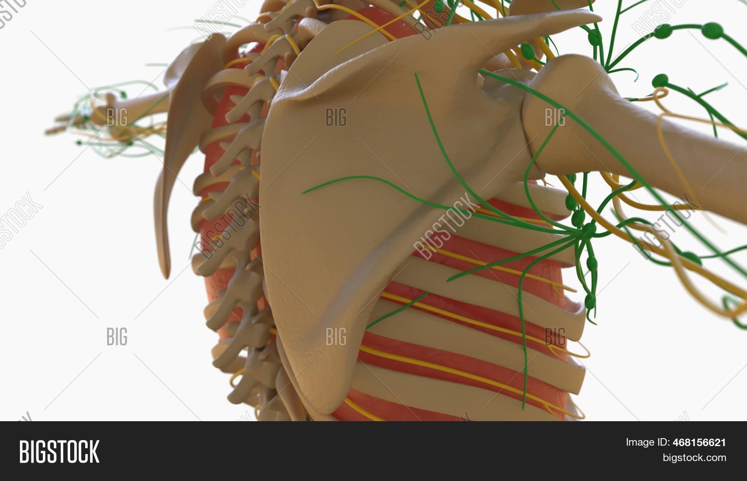 Lymph Notes Big Human Lymph Nodes Image & Photo (Free Trial) | Bigstock