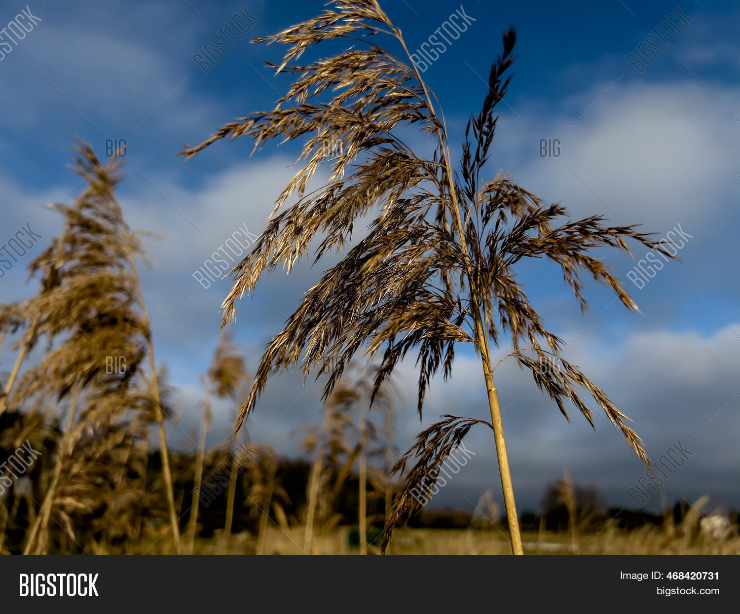 Withered Reed 图片和照片（免费试用） | Bigstock