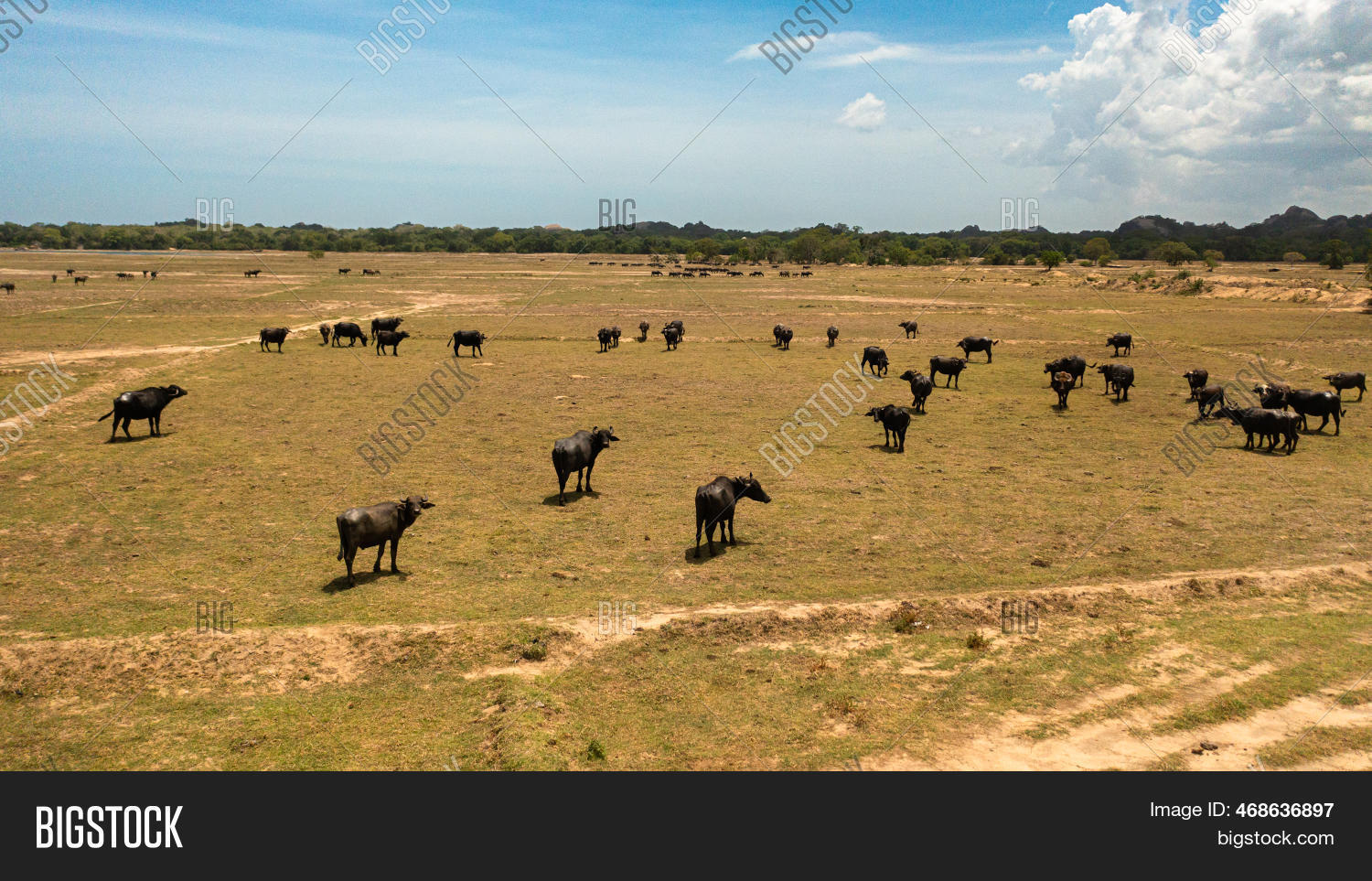 Local Buffalo Buffaloes Wild Sri Image & Photo (Free Trial) | Bigstock