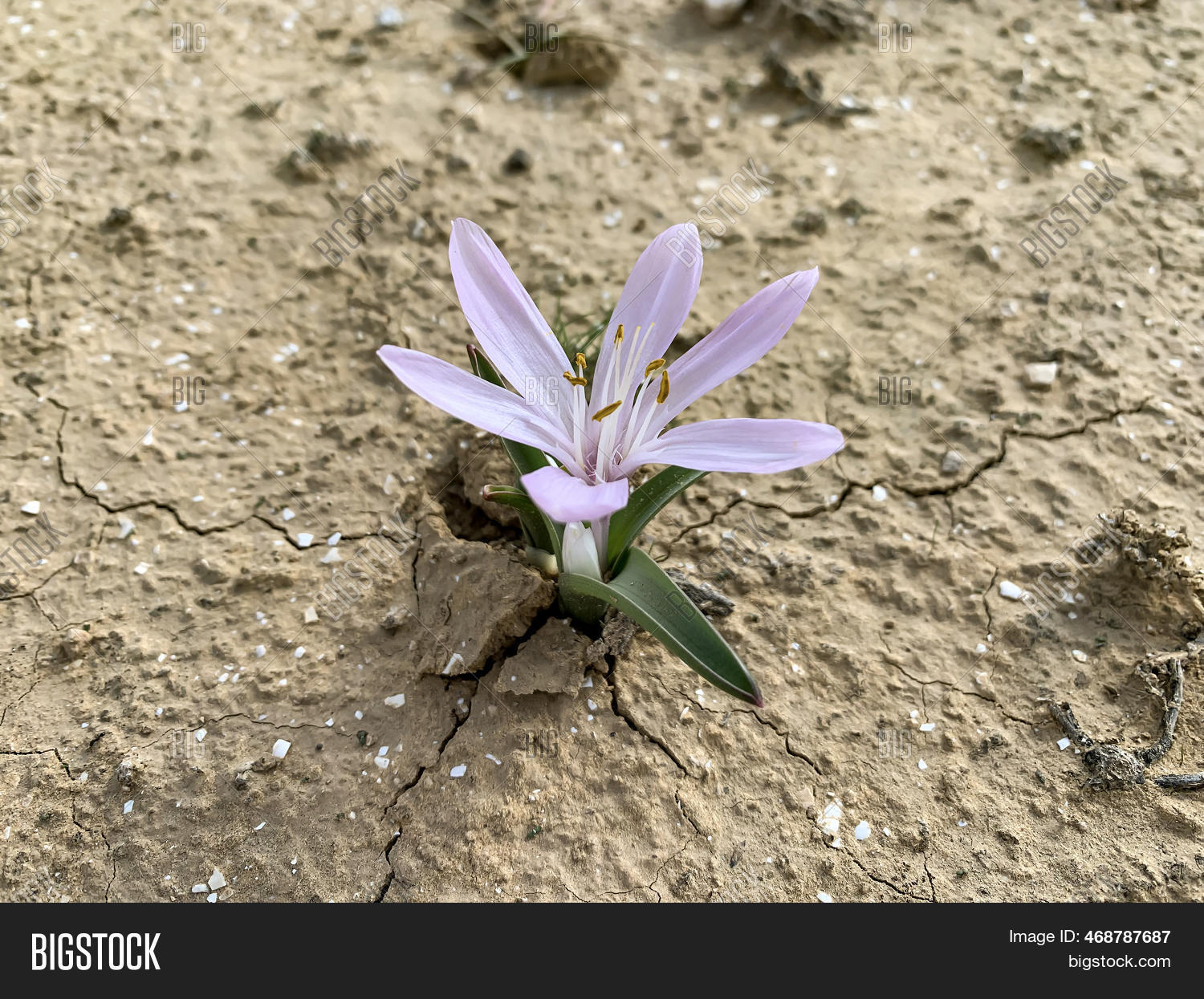 Flowering Colchicium ( Image & Photo (Free Trial) | Bigstock