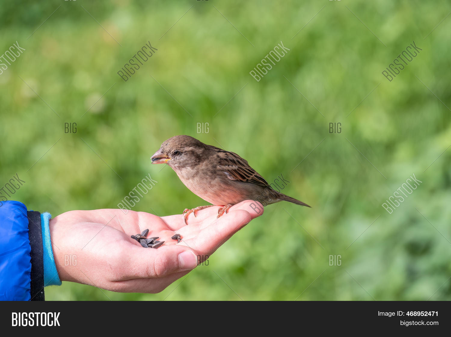Boy Feeds Birds Seeds Image & Photo (Free Trial) Bigstock