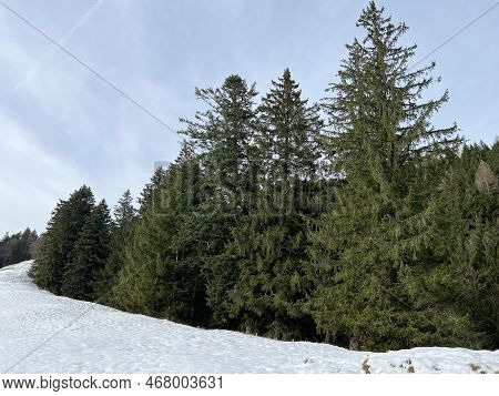 Late Autumn Atmosphe With The First Snow On The Mixed Trees In The Alpine Area Of The Alpstein Mount