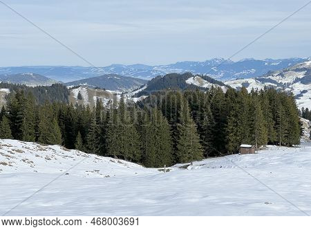 Late Autumn Atmosphe With The First Snow On The Mixed Trees In The Alpine Area Of The Alpstein Mount