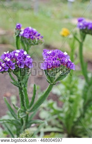 Limonium Sinuatum, Commonly Known As Wavyleaf Sea Lavender, Statice, Sea Lavender, Notch Leaf Marsh 