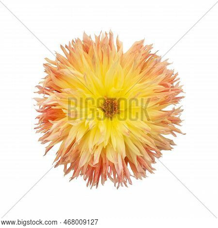 Dahlia Flower Red-yellow. Flower Isolated On A White Background. Flowers