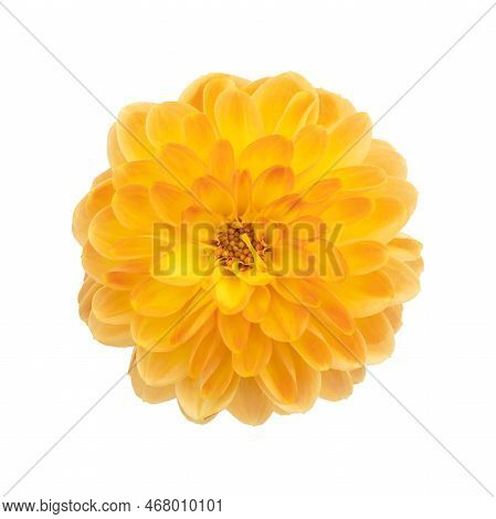Dahlia Flower Yellow. Flower Isolated On A White Background. Flowers