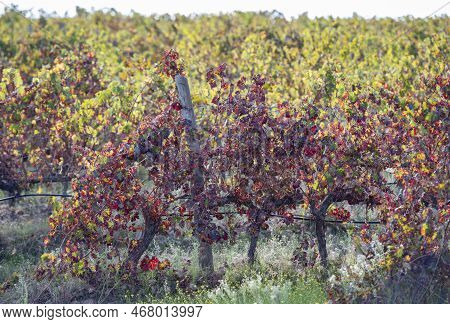 Portugal Alentejo Evoramonte