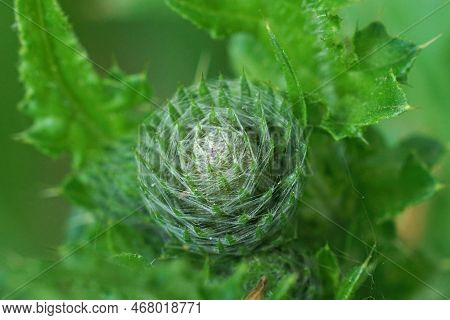 Natural Closeup On An Emerging Flowering Bud Of The European Marsch Thistle, Cirsium Palustre