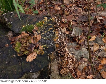 Different Types Of Fungi, Moss And Mould On Old Tree Stump In Sussex Woodland, In England
