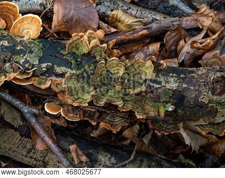 Turkeytail Fungus Green Colour On Decaying Branch In English Woodland