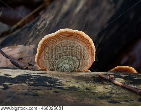 Turkeytail Fungus On Decaying Log In English Woodland.
