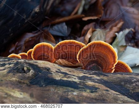 Turkeytail Fungus On Decaying Tree In English Woodland