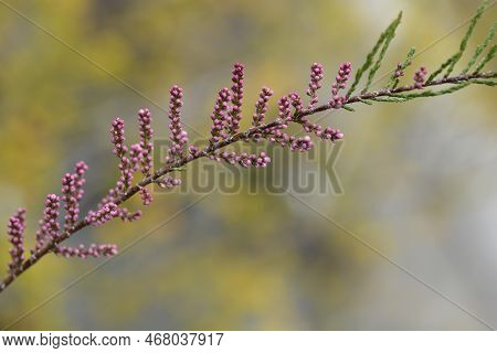Salt Cedar Branch With Pink Flowers In The Spring