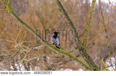 The Hooded Crow, Corvus Cornix, Also Called The Hoodie Or Hooded Crow, Is A Eurasian Bird Species In