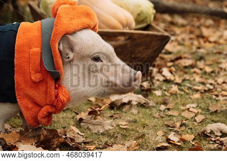 A White Mini Pig Sits In A Wicker Basket. Autumn Photo