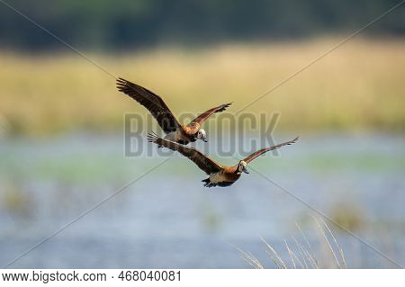 Two White-faced Whistling-ducks Fly Along River Bank