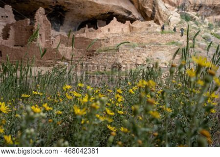 Peering Through New Mexico Sunflowers To Cliff Dwelling In Mesa Verde