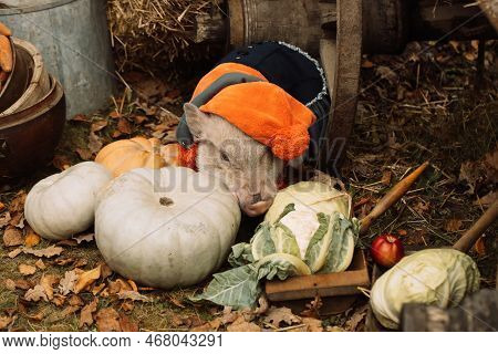 A White Mini Pig Sits In A Wicker Basket. Autumn Photo