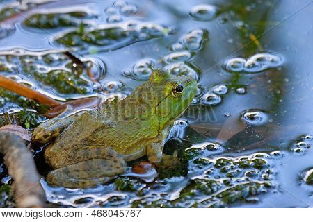 American Bullfrog With Wide Head, Stout Bodies, And Long, Hind Legs With Fully-webbed Hind Feet In M