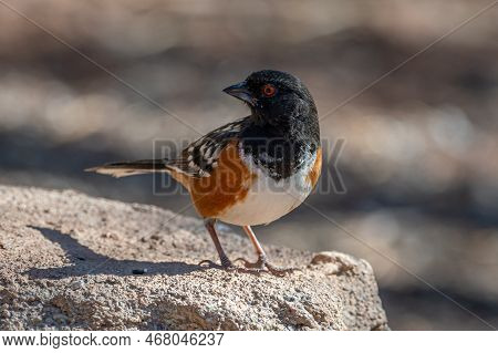 A Beautiful Male Spotted Towhee Perched On A Rock In A Texas Woodland.