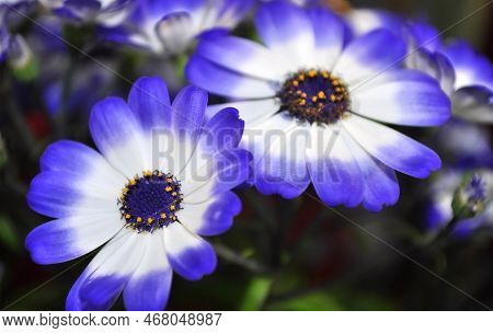 Swan River Daisy Or Compositae Also Known As Dainty Blue Flowers, Potted Blue Pericallis, In The Spr
