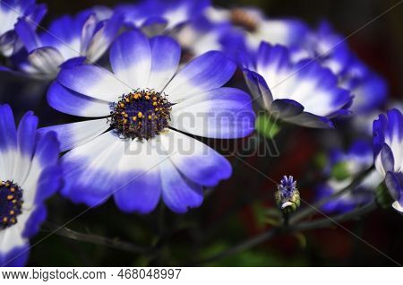 Swan River Daisy Or Compositae Also Known As Dainty Blue Flowers, Potted Blue Pericallis, In The Spr