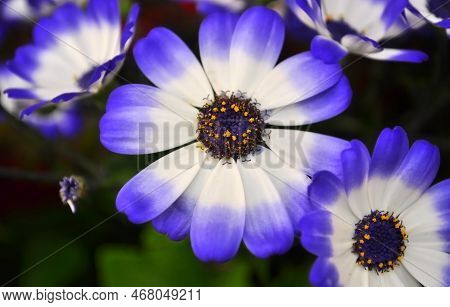 Swan River Daisy Or Compositae Also Known As Dainty Blue Flowers, Potted Blue Pericallis, In The Spr