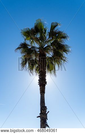 Single Green Palm Tree On Blue Sky In Barcelona