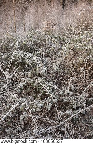 Beautiful Wintry Landscape Image Of Forest In English Countryside Covered In Hoarfrost