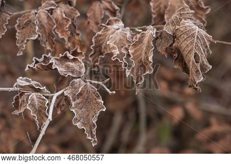 Beautiful Close Up Landscape Image Of Frozen Foliage Covered In Hoarfrost A Dawn In English Countrys