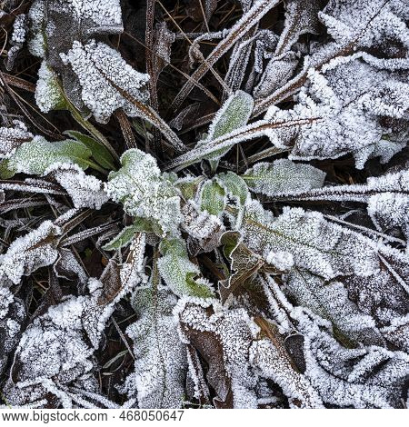 Beautiful Close Up Landscape Image Of Frozen Foliage Covered In Hoarfrost A Dawn In English Countrys