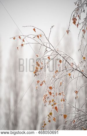 Beautiful Close Up Landscape Image Of Frozen Foliage Covered In Hoarfrost A Dawn In English Countrys