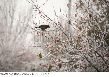Beautiful Winter Landscape Image Of Blackbird Eating Berries In Tree Covered In Hoarfrost At Dawn