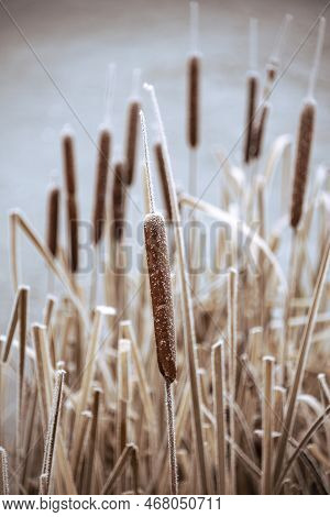 Beautiful Close Up Landscape Image Of Frozen Foliage Covered In Hoarfrost A Dawn In English Countrys