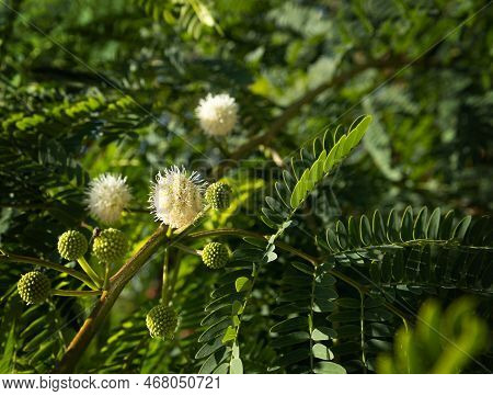 Green Lush Branches Of Levtsena With Flowers And Seeds. Acacia. Wallpaper. High Quality Photo