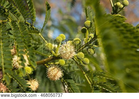 Green Lush Branches Of Levtsena With Flowers And Seeds. Acacia. Wallpaper. High Quality Photo