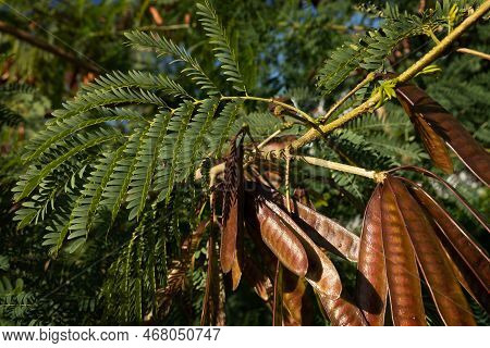 Green Lush Branches Of Leucaena With Seeds. Acacia. Wallpaper. High Quality Photo
