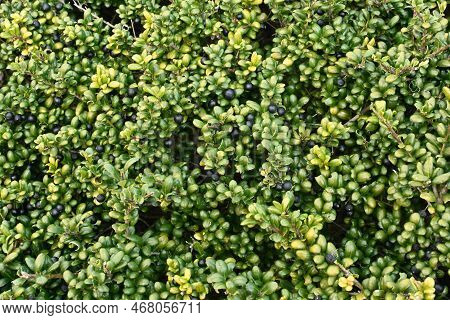Irex Crenata ' Convexa ' ( Mametsuge Holly ) Tree Leaves And Berries. Aquifoliaceae Evergreen Shrub.
