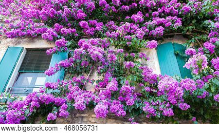 Blooming Bouganville Flower In Summer Season- Exterior Decoration Of Italian Home With Traditional W