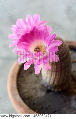 Vertical Shot Of Big Pink Blooming Flowers Of Cactus Echinocereus Rigidissimus.