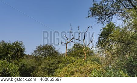 Impenetrable Jungle With Dense Thickets Of Green Trees And Bushes. Bizarrely Twisted Trunks And Bran