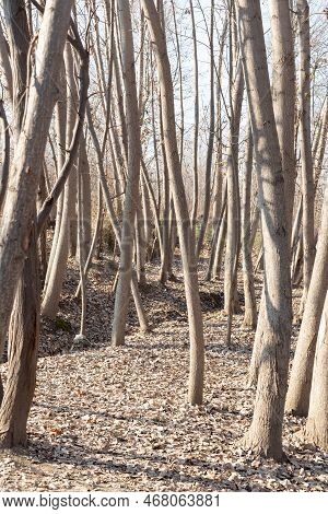 Poplar Trees In Dormancy Period In Autumn Winter