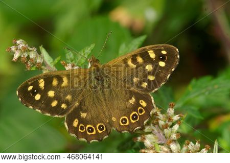Natural Closeup On A Speckled Wood Butterfly, Pararge Aegeria, Sitting With Spread Wings In Vegetati