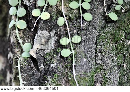 Dischidia Nummularia Variegata, Dischidia Nummularia Variegatege Plant