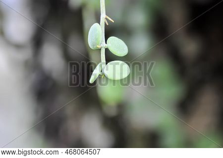 Dischidia Nummularia Variegata, Dischidia Nummularia Variegatege Plant