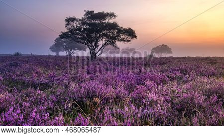 Blooming Heather Field In The Netherlands Near Hilversum Veluwe Zuiderheide During Sunrise
